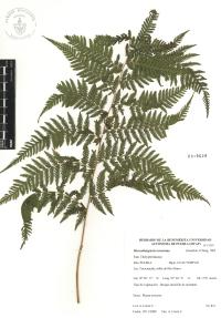 Macrothelypteris torresiana image
